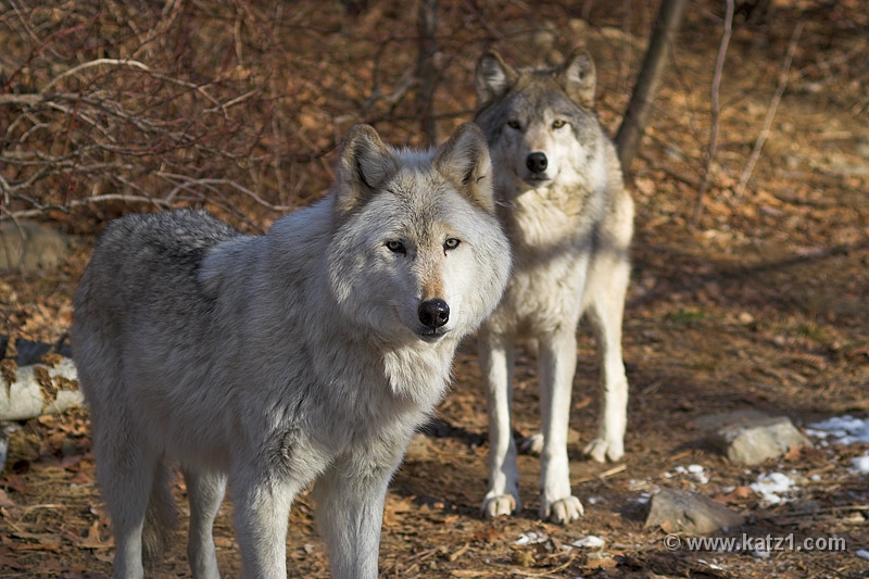 Arctic Wolf 073